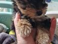 Biwer Yorkshire Terrier welpe Mädchen in 70190