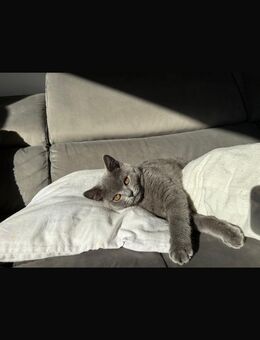 Britisch Kurzhaar Katze ,12 Monate sucht liebevolles zuhause - Schwetzingen