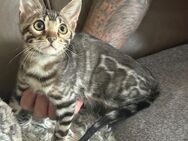 Bengal kitten Silber oder Braun 12 Wochen Abgabebereit - Dortmund