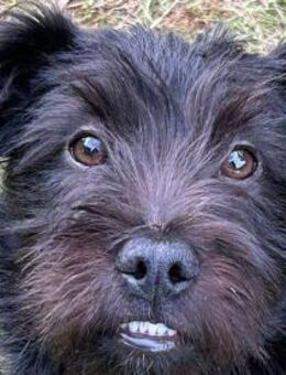 Rosi, Zwergschnauzer-Mix (geb. 04/2025) - Pegnitz
