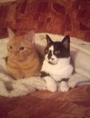 2 Liebe und gesunde Kater in liebevolle Hände abzugeben in 29575