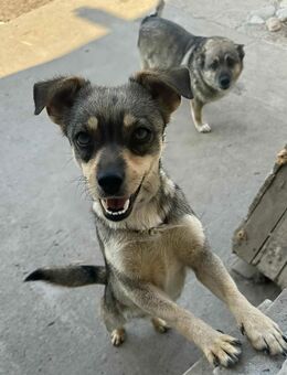 Felice ♥ Sollte erschossen werden - Uetze