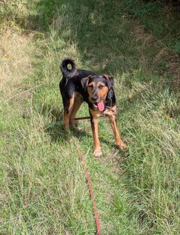 Zuhause gesucht - Nebra (Unstrut)