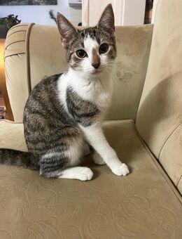 Katze Lucy (7 Monate alt) – geimpft, gesund & verspielt 🐱 - Hamburg Hamburg-Nord