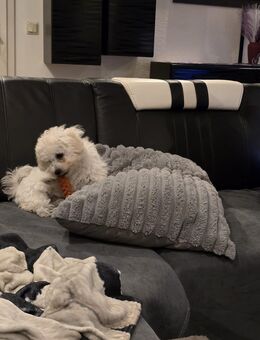 Bichon Frisé Welpen mit Papiere - Petershagen (Eggersdorf)