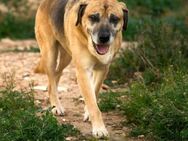 SANSON - wartet seit 10 Jahren !!!!!.... - Kempen