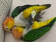 Zahmes Caique-Pärchen (Weißbauchpapageien) mit großem Käfig abzugeben in 50667