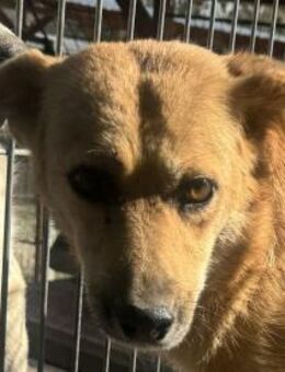 Fleur - süße, arme Hündin, 51 cm - Rösrath