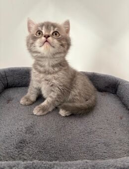 2 Reinrassige BKH Kitten Männchen Katzen - Hamm