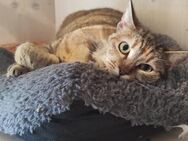Goldie hatte Glück im Unglück - Oberhausen (Rheinland-Pfalz)