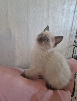 Katzenbabys zu verkaufen - Memmingen