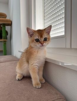BKH britisch Kurzhaar Kitten black golden shaded - Heilbronn