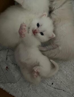 britisch kurz haar kitten - Hannover