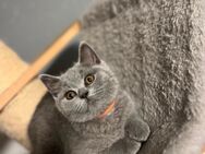 Bkh kitten britisch Kurzhaar weibchen dürfen Ausziehen - Mannheim