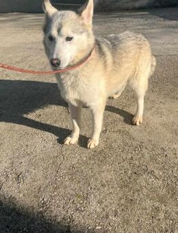 4 Husky-Mix Welpen wollen reisen❤️ - Mylau