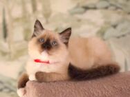 Bezauberte Ragdollkitten / Katzenbabys / Super Zahm - Chemnitz