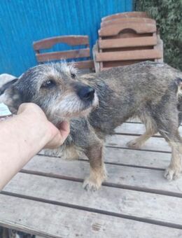 Rosie, herzensgute Kämpferin, ca. 5 Jahr - Vaterstetten