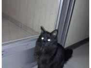 Schwarzer Langhaar Kater - Neufahrn (Freising)