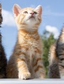 Katzensitter Katzenbetreuung in 59846