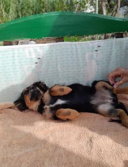 Olivia freundlich und verspielt - Haan