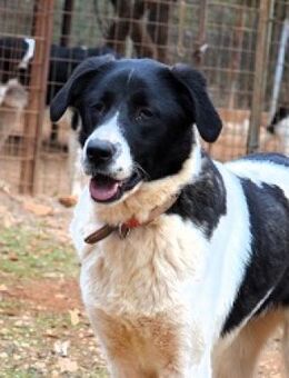 Freundliche Steffi wurde ausgesetzt - Mettmann