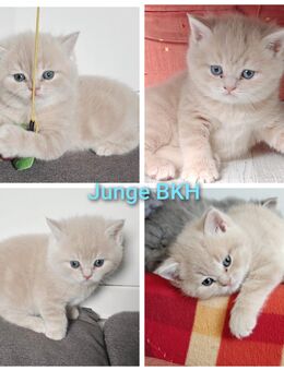 BKH/BLH Kitten - Wuppertal