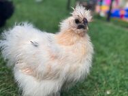 Seidenhuhn groß Hahn weiß - Greifenstein