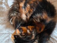 Schmusige Maine Coon Jungkatze - Bobingen