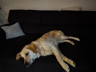Golden retriever 2 jahre alt weiblich - Weiden (Oberpfalz) Zentrum
