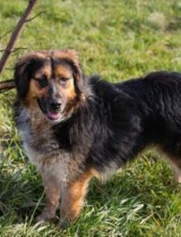 Namira sucht ein Zuhause 💕 - Laufen