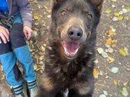 Schäferhund/Mudi Mix, Hündin, 8Jahre - Kappeln (Schleswig-Holstein)