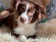 Mini Australian Shepherd Welpen - Marsberg