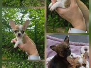 Reinrassige Chihuahuawelpen suchen Ihren Traumplatz! - Roth (Landkreis Altenkirchen (Westerwald))