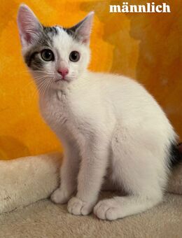 Katzenbabys - Pöhl