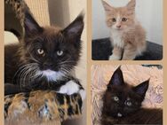 Maine Coon Kitten - Herzberg (Harz)