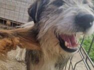 Boomer; gestandener Veteran - Geilenkirchen
