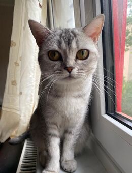 BKH Katze - Berlin