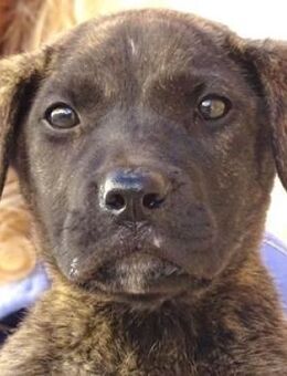 CARLO bangt um sein junges Leben - Gefrees