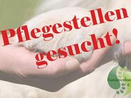 Pflegestellen in ganz Deutschland gesucht - Bonndorf (Schwarzwald)