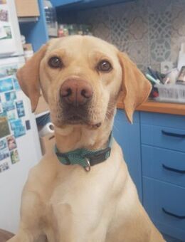 GINGER 🐾❤️ - Nürtingen