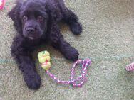 Amerikanischer Cocker Spaniel - Amberg