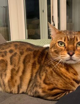 Bengalkatze Simba sucht ein neues Zuhause - Berlin Spandau