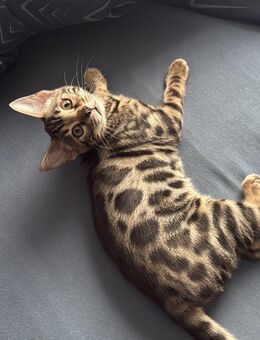 Reinrassige Bengal Kitten - Castrop-Rauxel
