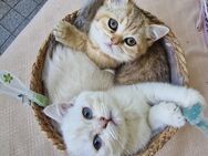2 reinrassige BKH Kitten sind mit 12 Wochen nun auszugsbereit - Hildesheim