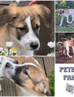 PETER PAN *kleiner Freu-und-Kuschel-Keks - Duisburg