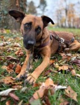 Lilou, stubenreine Herzenshündin, 2J - Vaterstetten