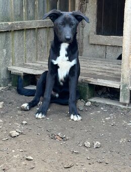 Mischlingswelpen suchen liebevolles Zuhause - Schöntal