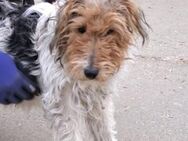 MOCSING, FOXTERRIER-MIX, RÜDE, 1 JAHR - Nörten-Hardenberg