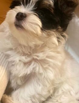 Welpe biewer - Overath