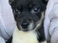 Vera sucht ein Zuhause - Linden (Hessen)